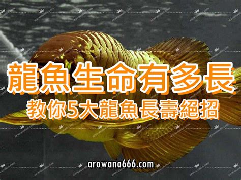 龍吐珠魚壽命